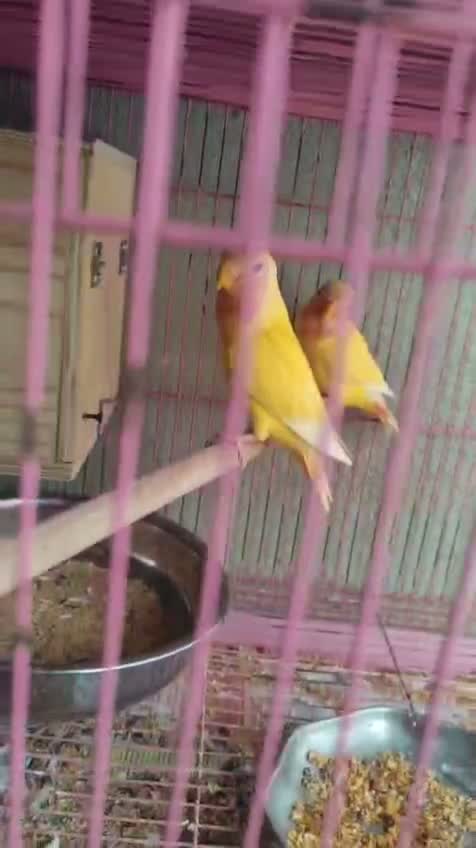 African Love Birds, farm video
