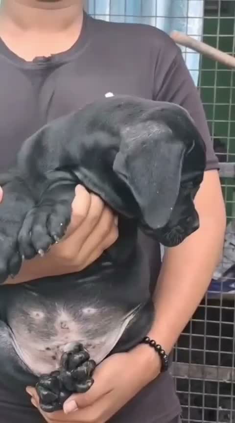 Cane Corso Puppy, farm video