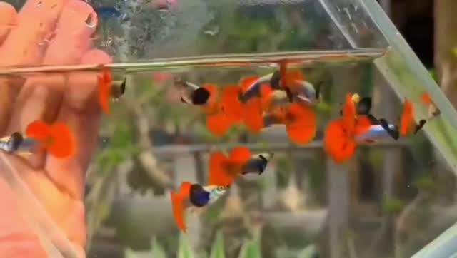 Dumbo Rat, farm video