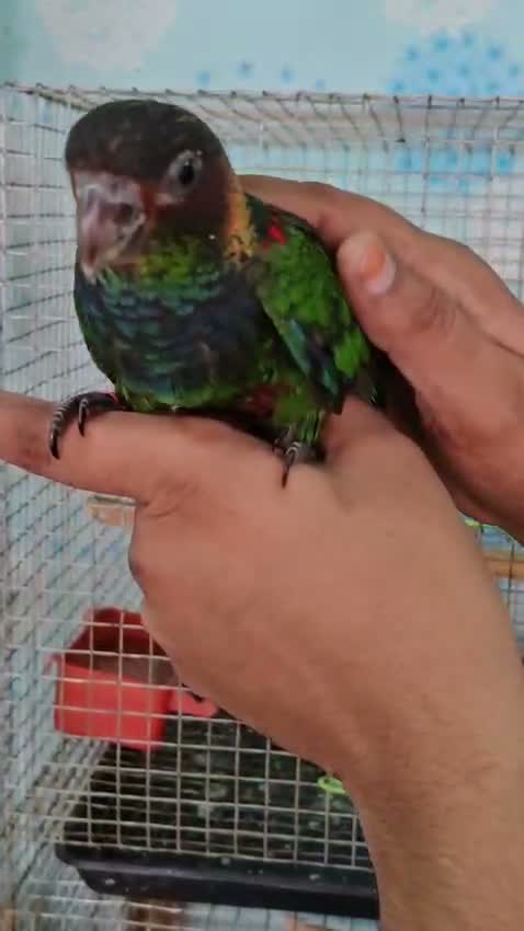Blue Throated Conure, farm video