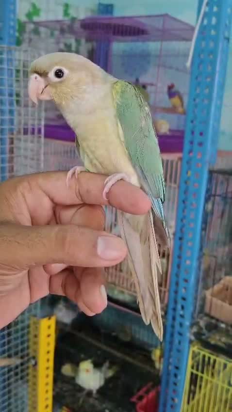 Blue Throated Conure, farm video
