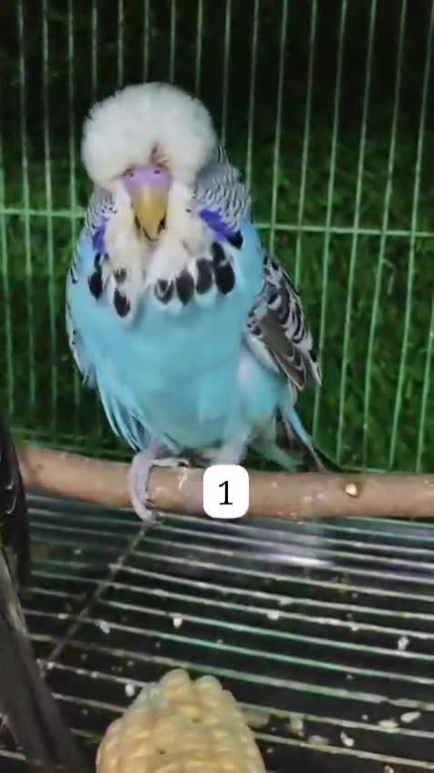 Holland Budgies, farm video