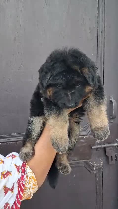 German Shepherd Puppy, farm video