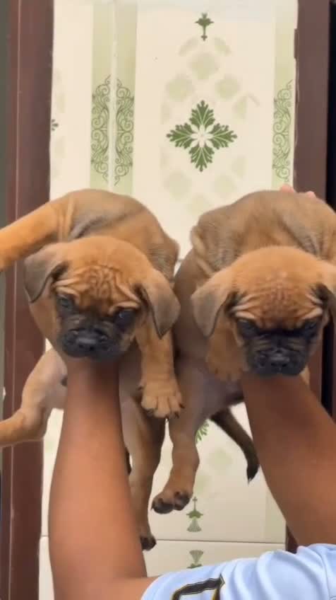 American Bully Pocket Size Puppy, farm video