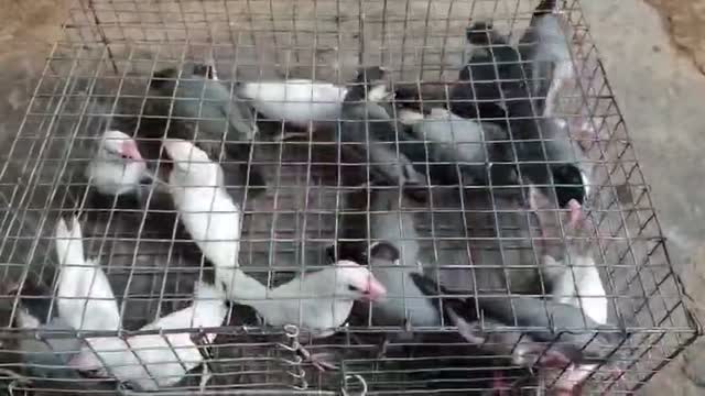 Homer Pigeon, farm video