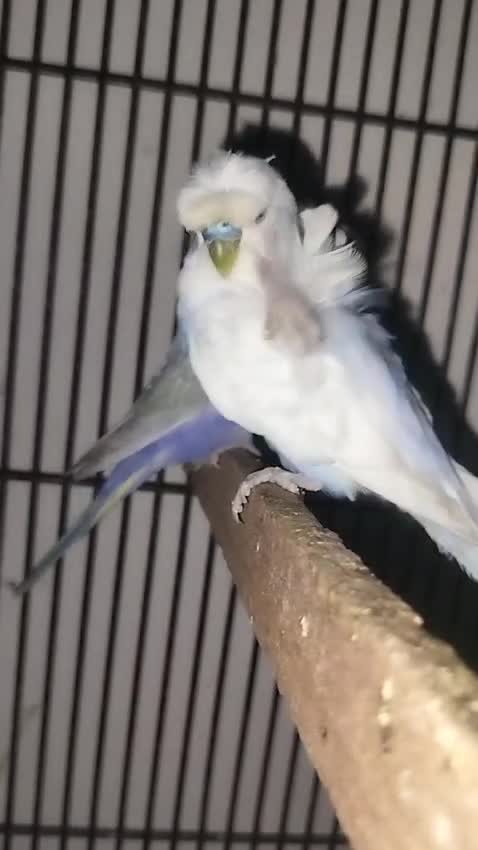 Hogoromo Budgies, farm video