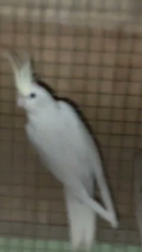 Cockatiel, farm video