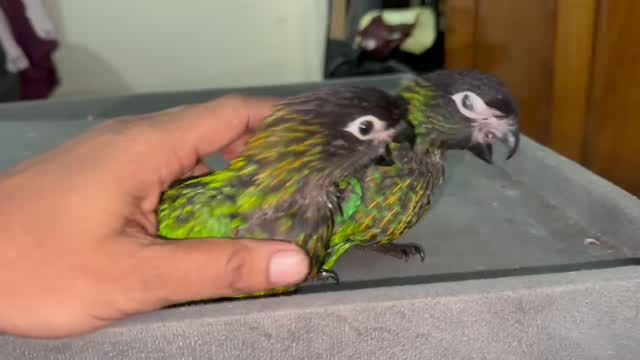 Chattering Lorikeet, farm video