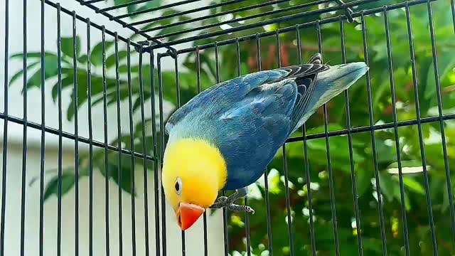 Blue Throated Conure, farm video