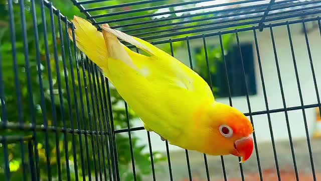 African Love Birds, farm video