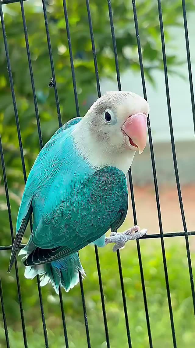 African Love Birds, farm video