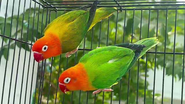 African Love Birds, farm video