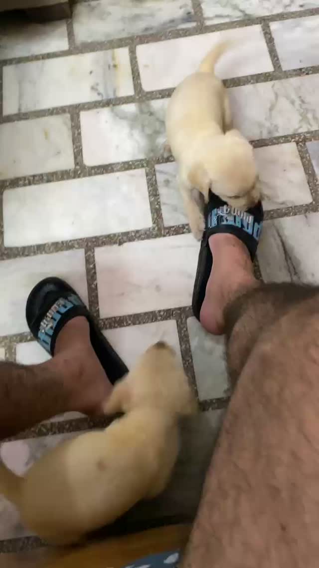 Beagle Black & Tan Puppy, farm video