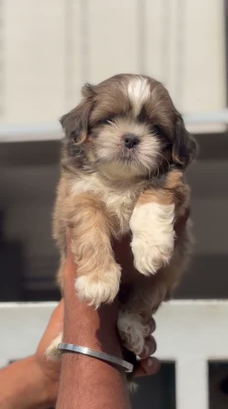 Shih Tzu | Black Color, farm video
