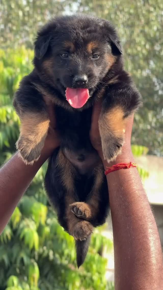 German Shepherd Puppy, farm video