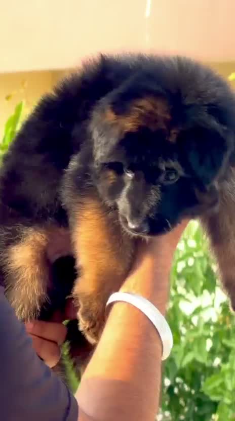 German Shepherd Puppy, farm video