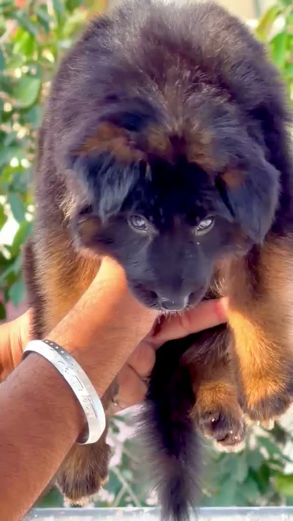 German Shepherd Puppy, farm video