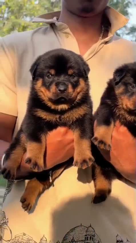 Rottweiler Puppy, farm video