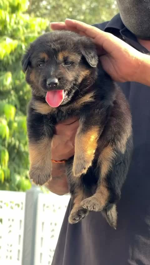 German Shepherd Puppy, farm video