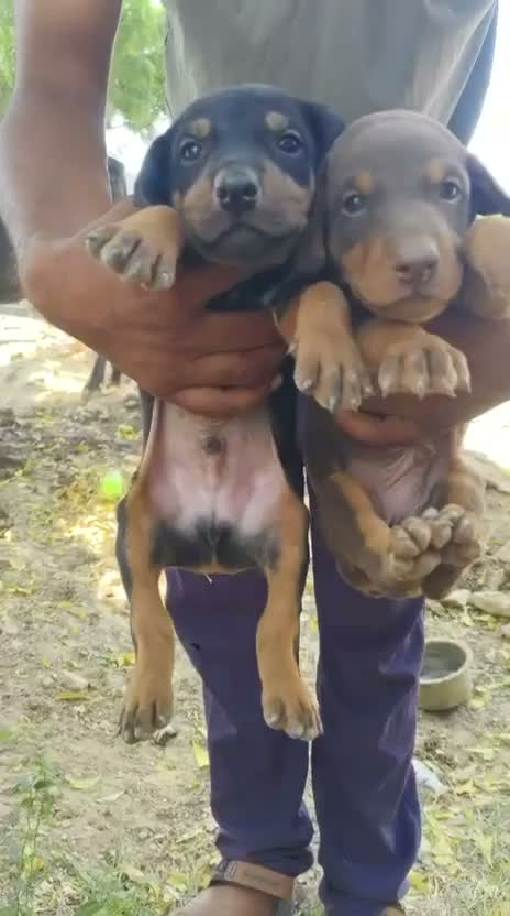 Doberman Pinscher Puppy, farm video