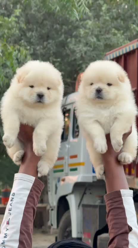 Chow Chow Puppies, farm video