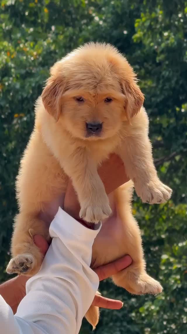 Golden Retriever, farm video