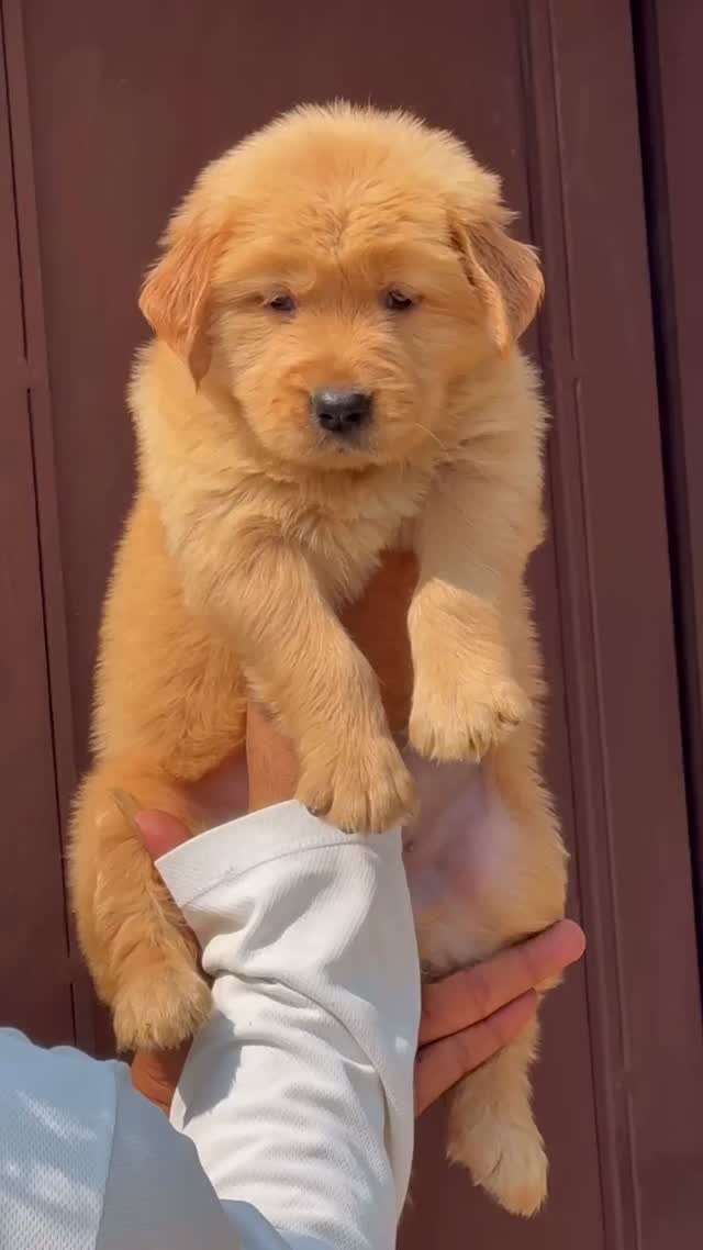 Golden Retriever, farm video