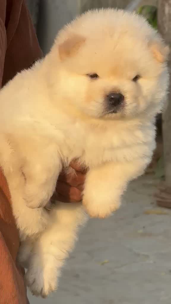 Chow Chow Puppies, farm video