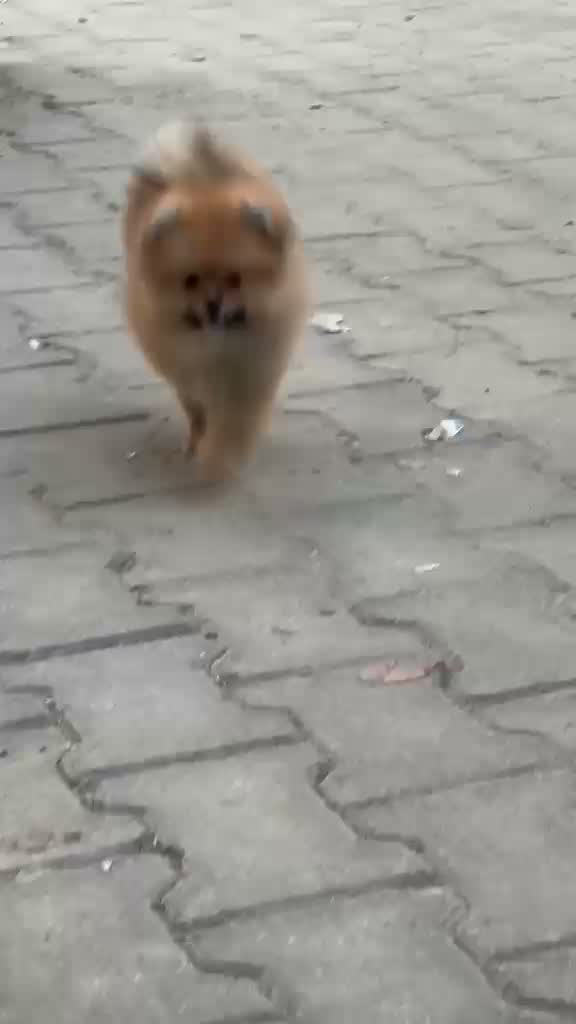 Toy Poodle Puppy, farm video