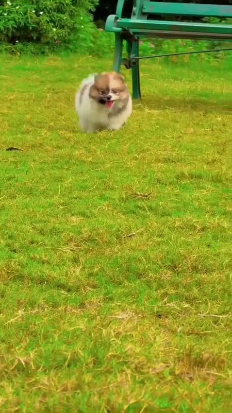 Toy Poodle Puppy, farm video