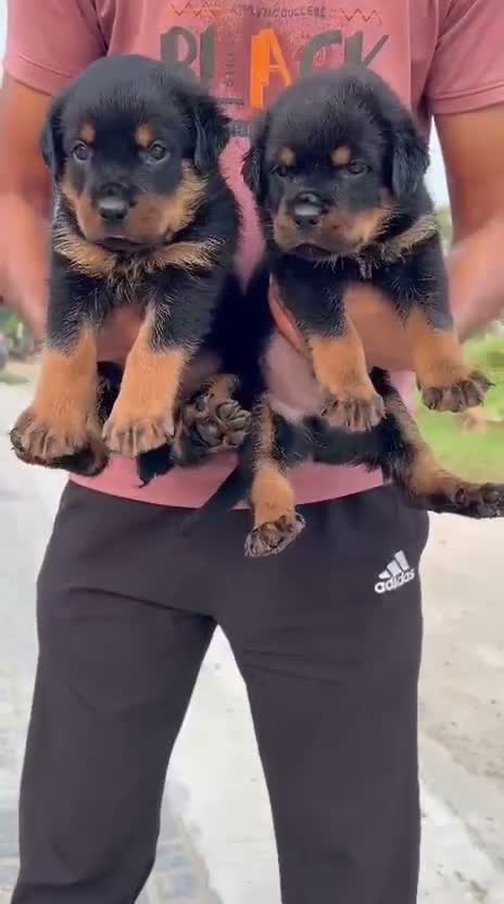 Rottweiler Puppy, farm video