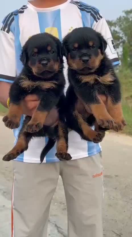 Rottweiler Puppy, farm video