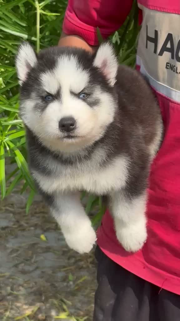 Siberian Husky Puppy | Black & White Color, farm video