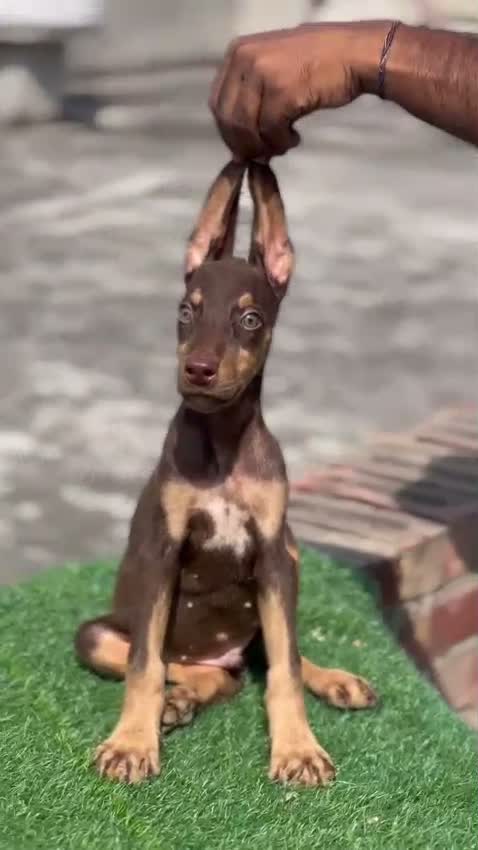 Doberman Pinscher Puppy, farm video