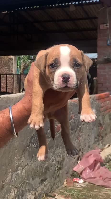 American Bully Pocket Size Puppy, farm video