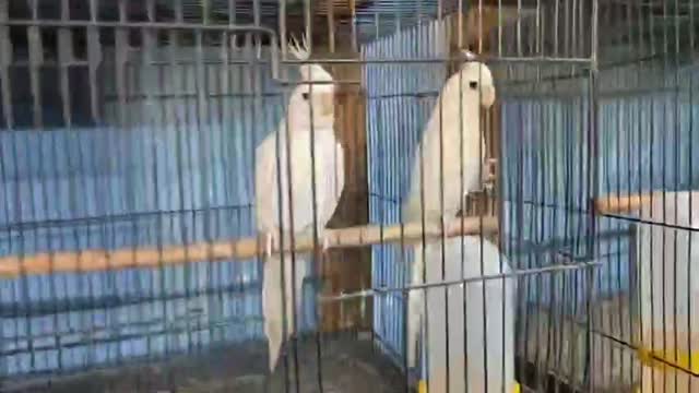 Cockatiel, farm video