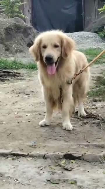 Golden Retriever, farm video