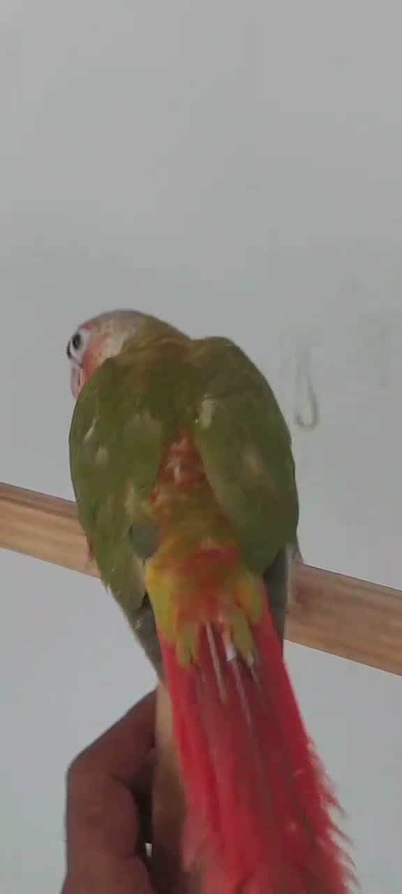Emma Conure, farm video