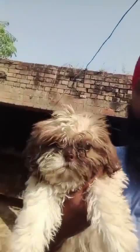 Shih Tzu | Black Color, farm video