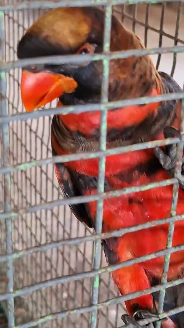 Chattering Lorikeet, farm video