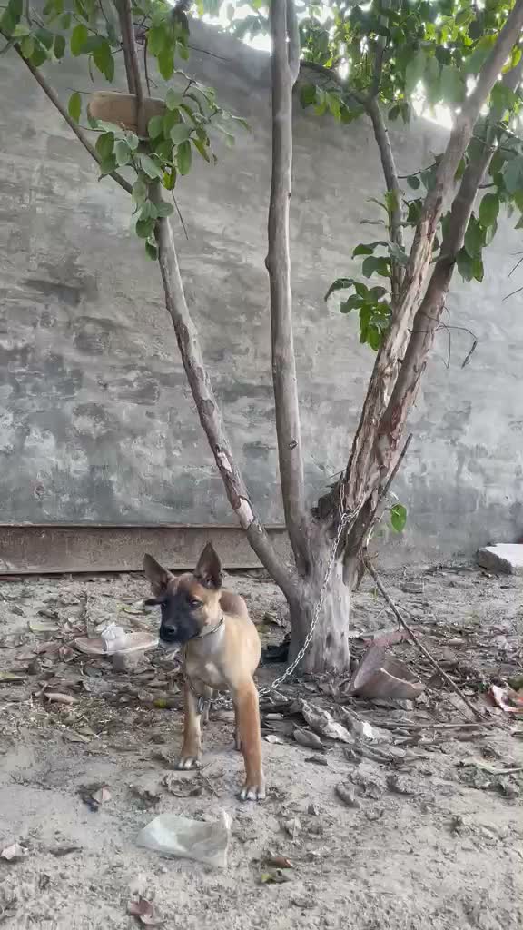 Belgian Malinois Puppy, farm video