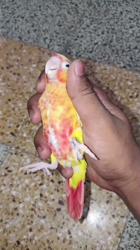 Emma Conure, farm video