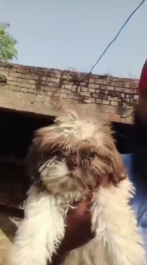 Shih Tzu | Black Color, farm video