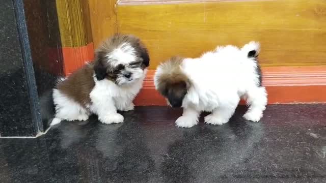 Shih Tzu | Black Color, farm video