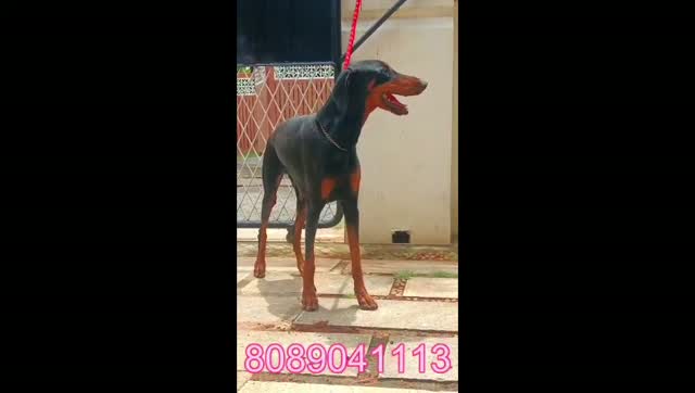 Doberman Pinscher Puppy, farm video