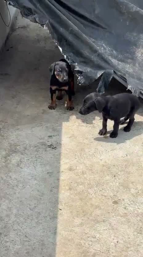 Doberman Pinscher Puppy, farm video