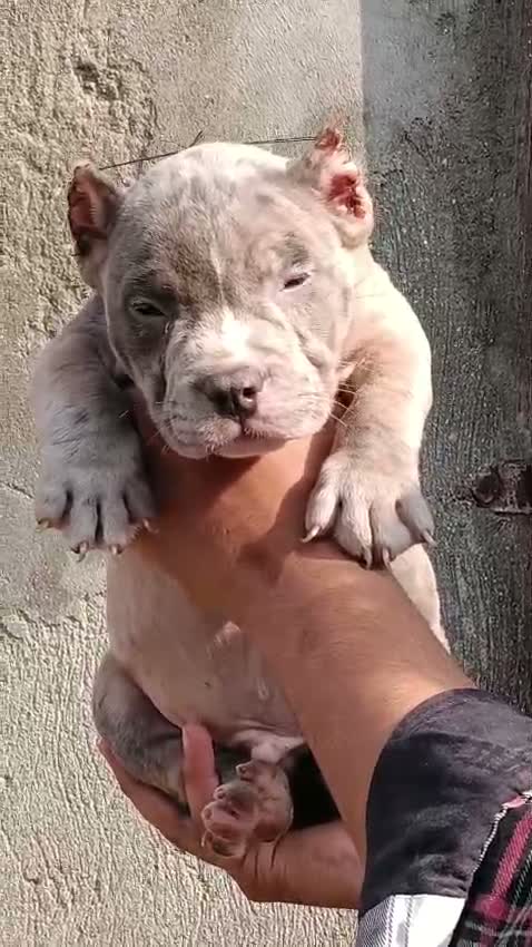 American Bully Pocket Size Puppy, farm video