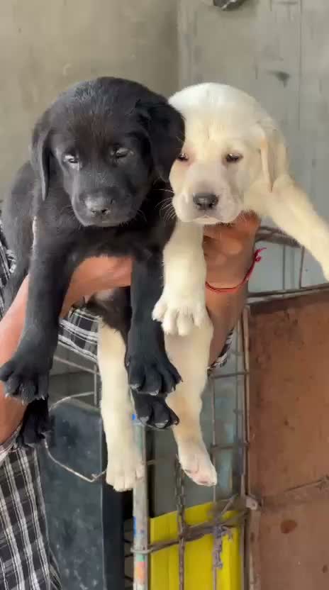 Chow Chow Puppies, farm video