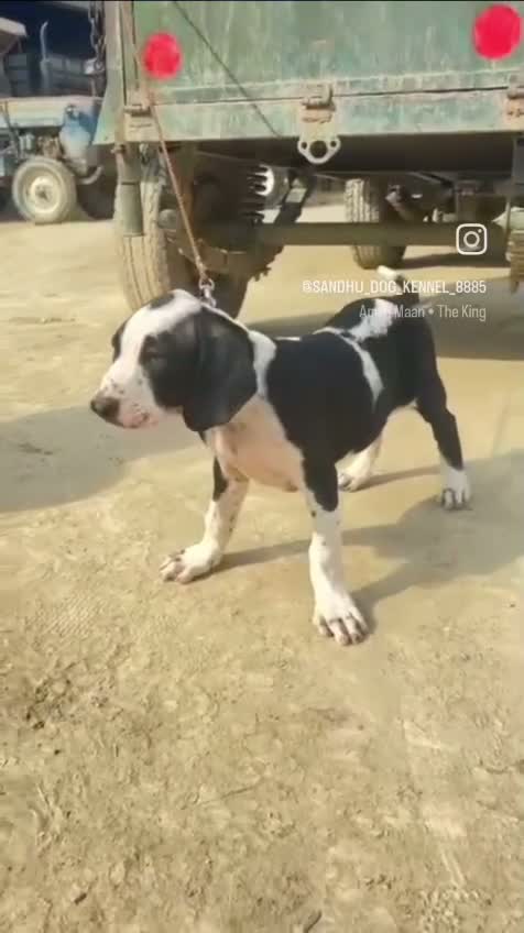 American Bully Pocket Size Puppy, farm video