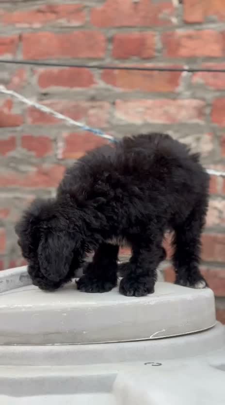 Toy Poodle Puppy, farm video